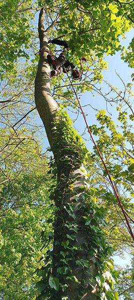 Photo d'un bucheron encordé et équipé d'un baudrier coupant une branche haute